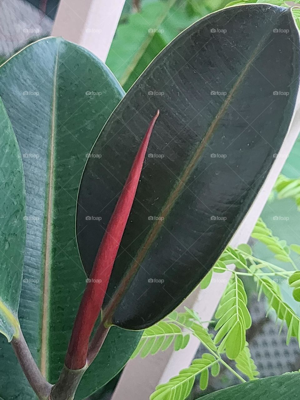 sweet red rubber plant