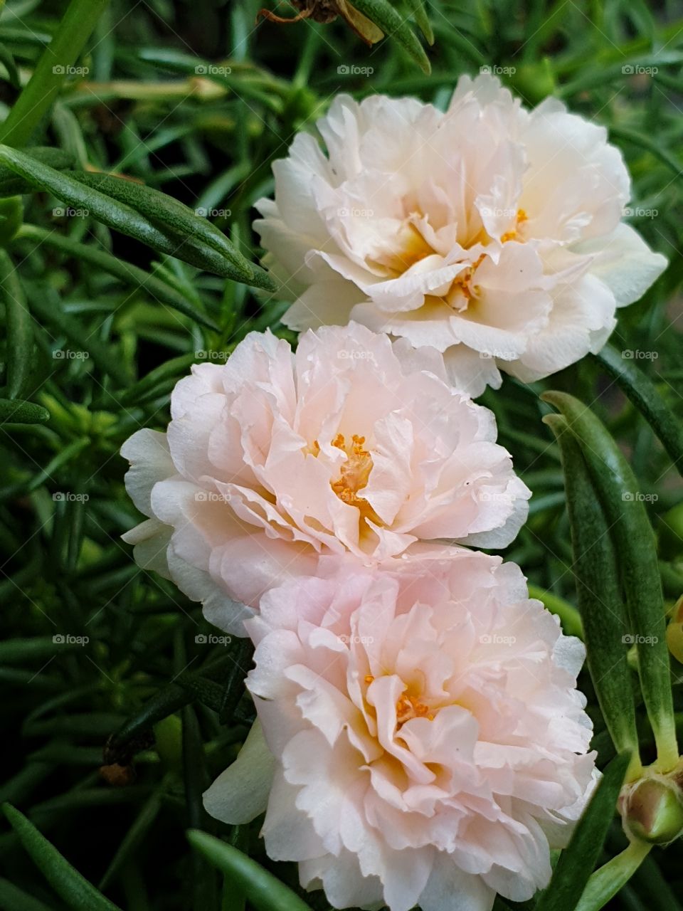 the portulaca grandiflora