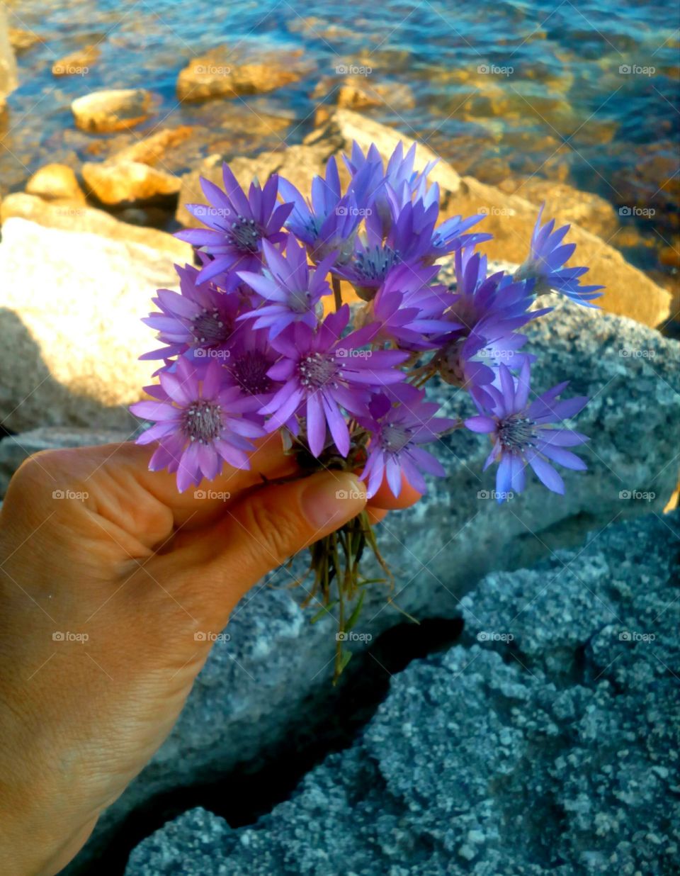 Flower, Nature, Garden, Beautiful, Outdoors