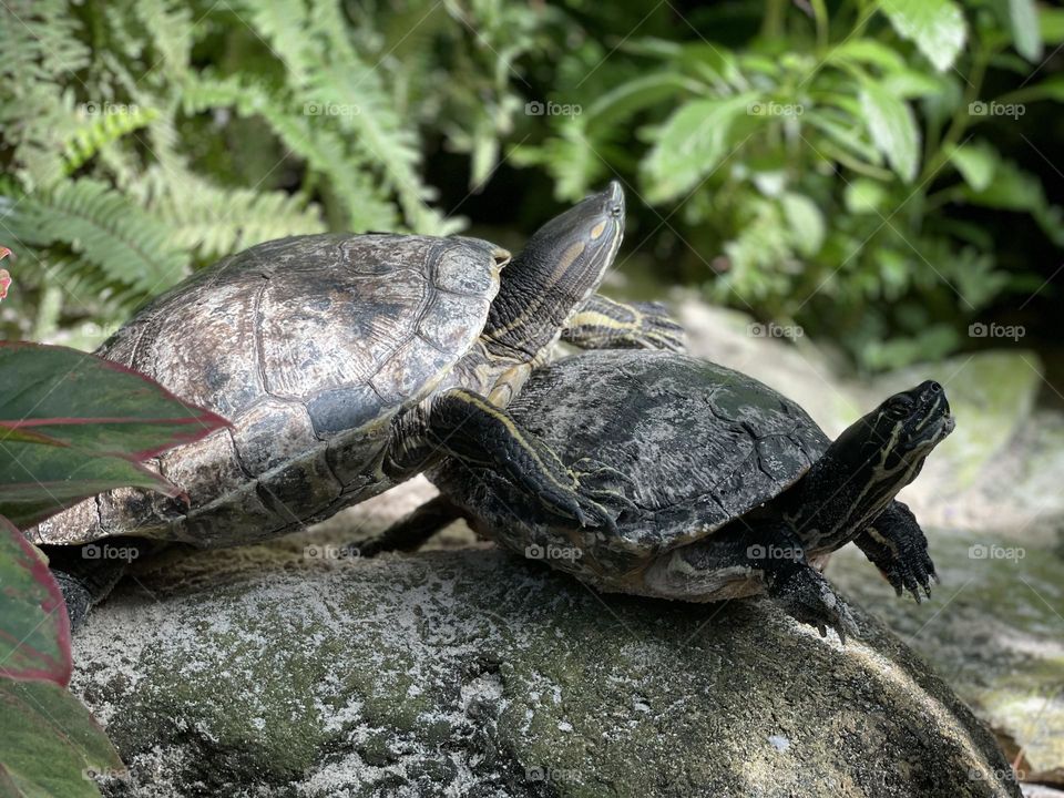 Turtles on rocks