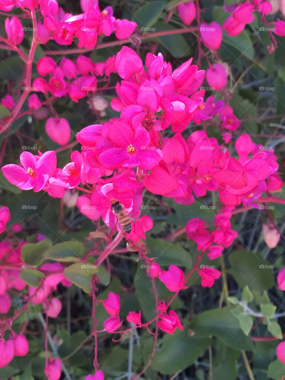 Bee on flowers