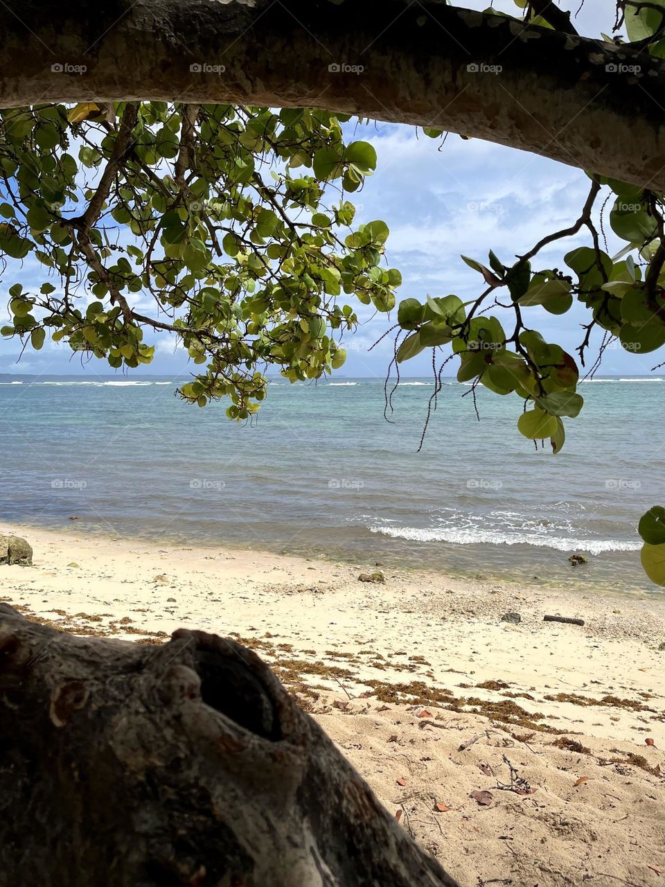 Tree trunk on a sandy beach in the Caribbean