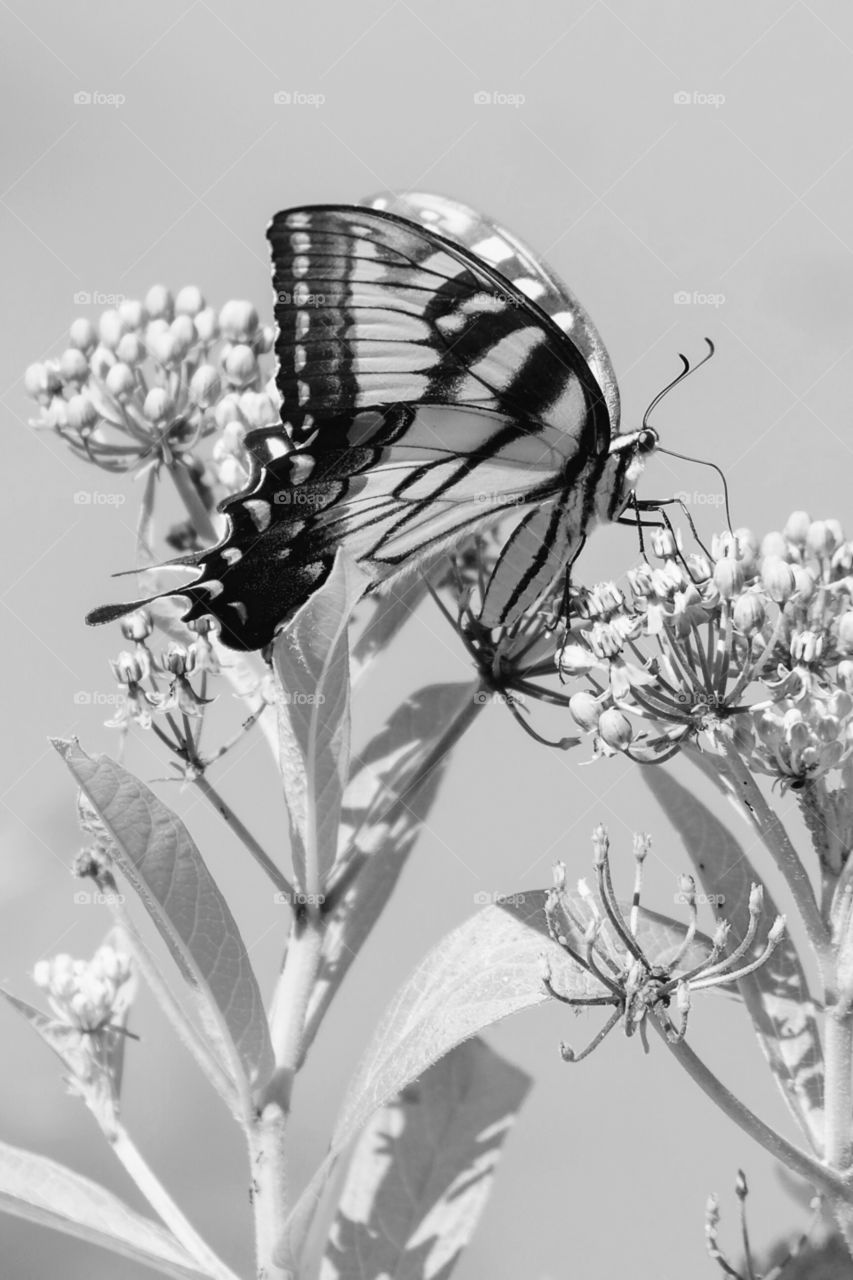 A black and white to illustrate the stark contrast of the wings of an Eastern Tiger Swallowtail, North Carolina’s state butterfly. Feasting from the blooms of a swamp milkweed plant at Yates Mill County Park in Raleigh, NC.