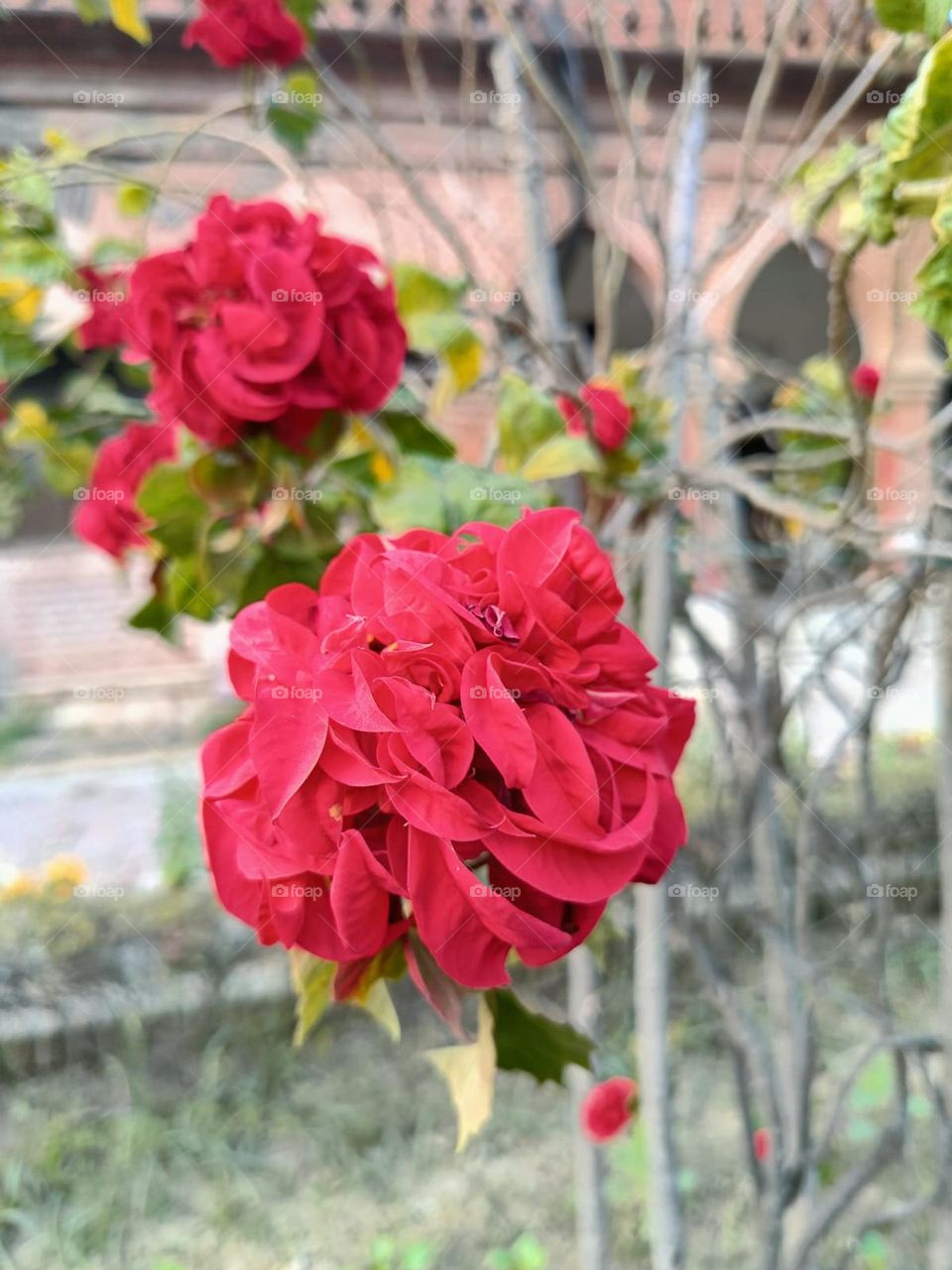 Those red flowers really add a pop of colour to the scene with the house in the background! Nature and architecture blending together in a beautiful way. ๐บ๐ก
