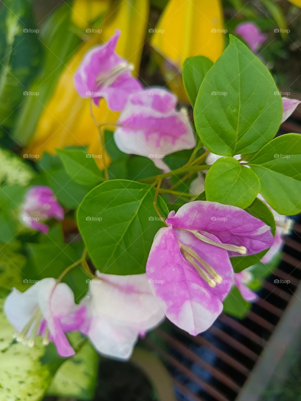 "Delicate whispers of pink and white, a bloom's soft embrace in morning light."