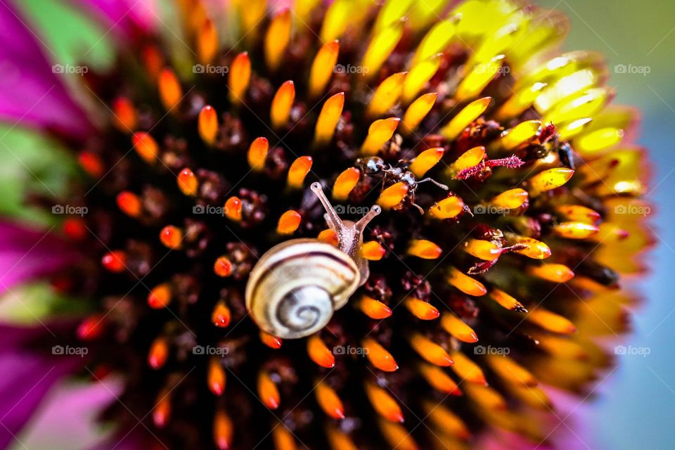 Little snail on a flower