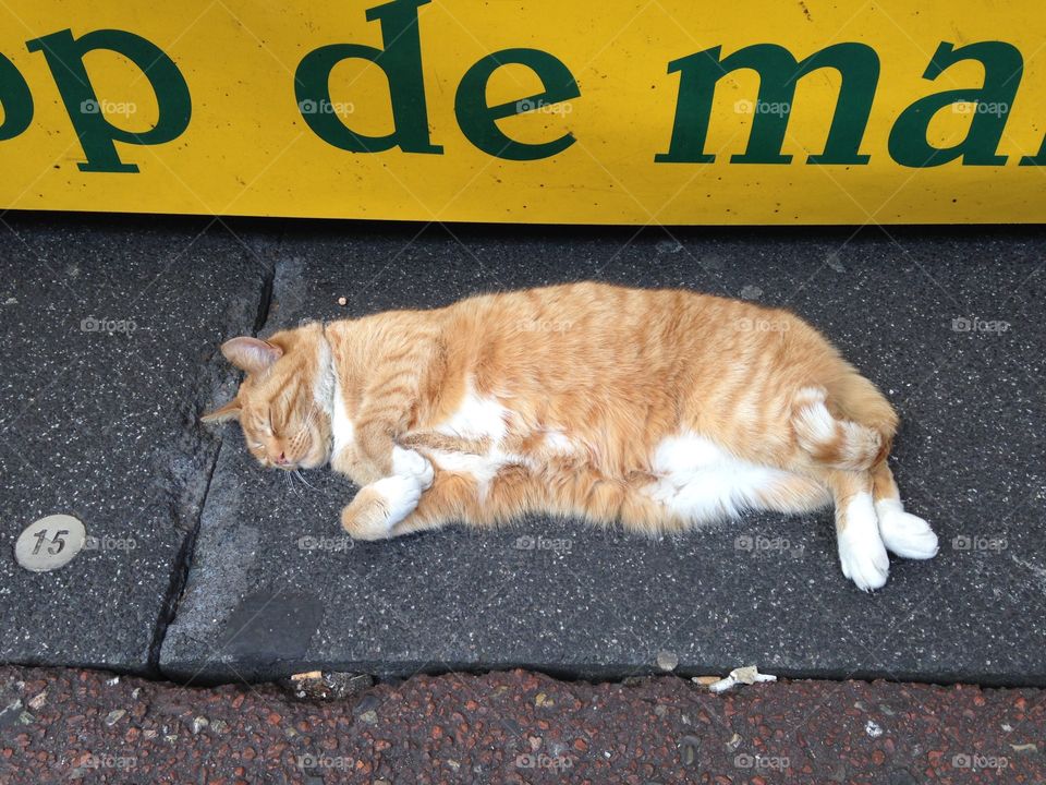 Pet, Animal, Cat, Mammal, Portrait