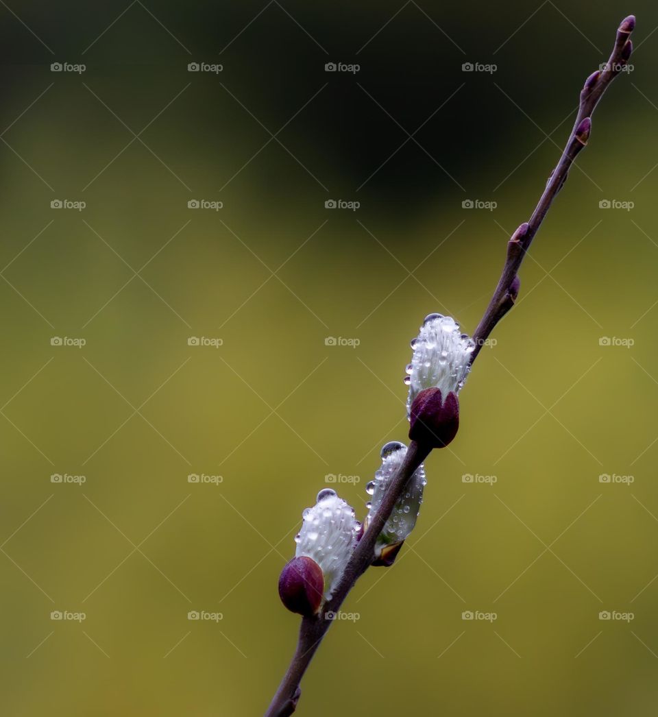 Willow Catkins covered in dew drops, against a soft yellow backdrop 