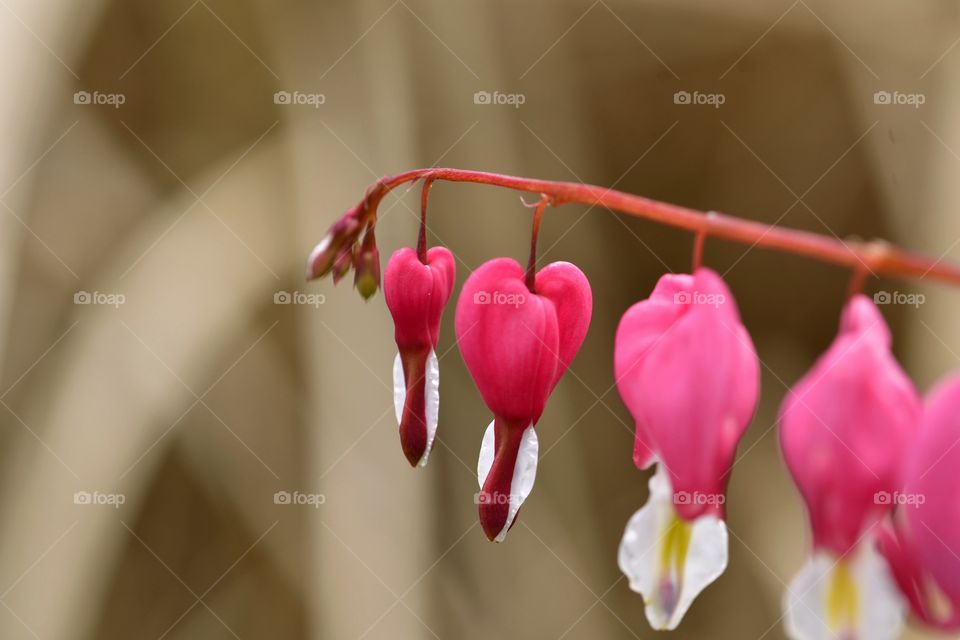 Bleeding Heart 