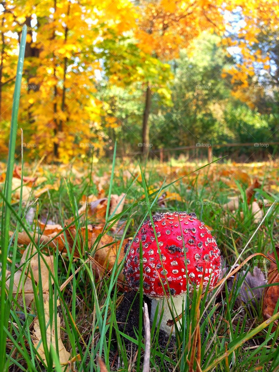 Fly agaric in autumn scenery