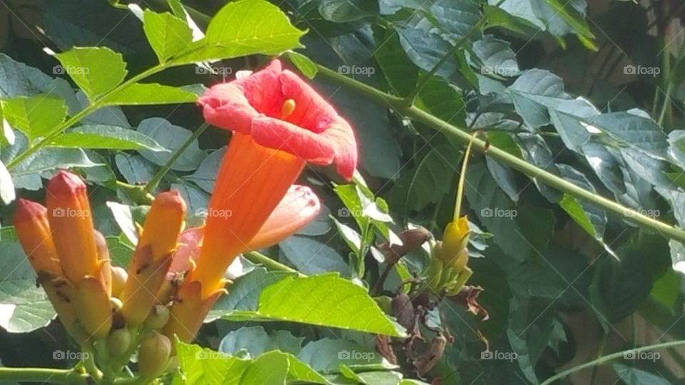 Trumpet Vine