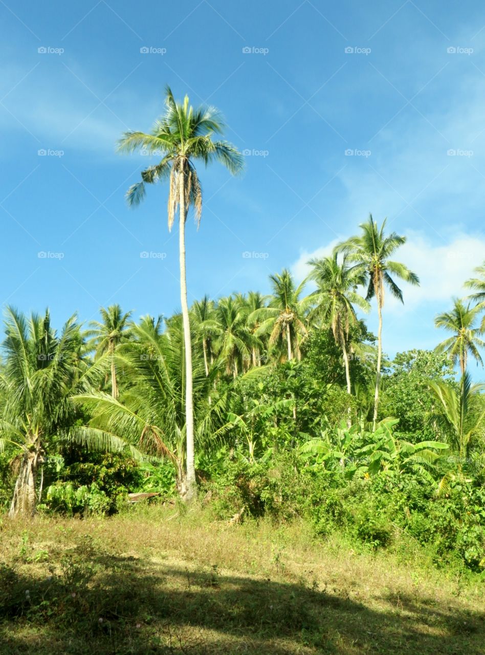 Coconut Trees