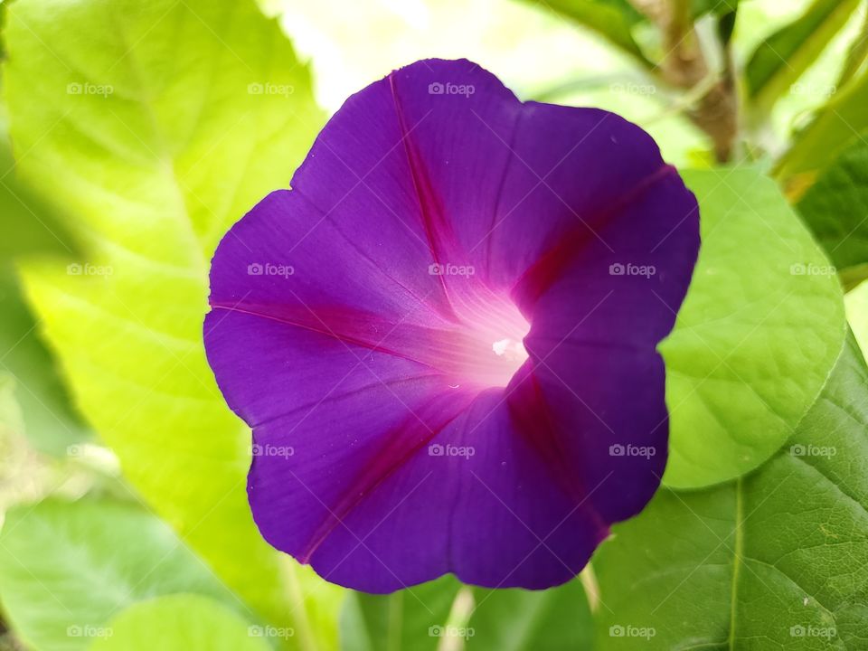 Closeup of a bright and beautiful purple morning glory in full bloom!