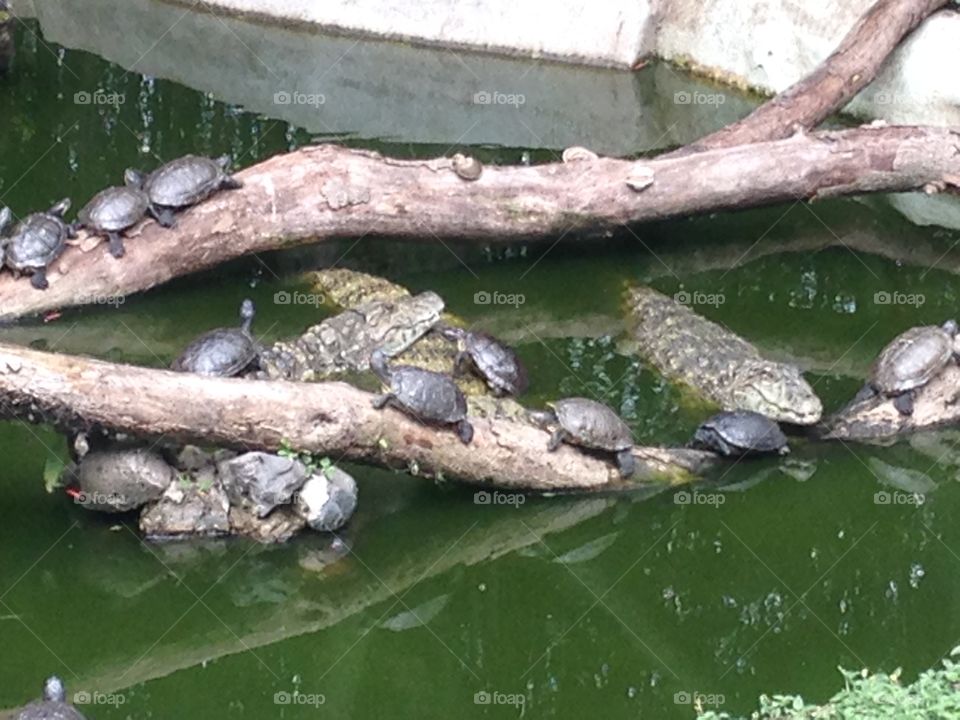 Crocodiles and turtles. Visiting São Paulo's Zoo Safari