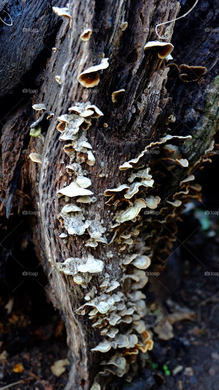 Mushrooms on a tree trunk in North America