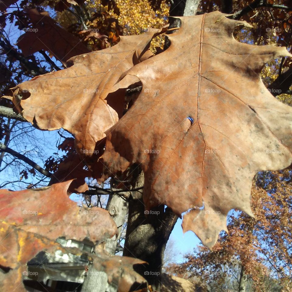 brown oak leaves 2