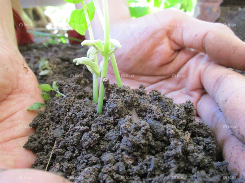 gardening