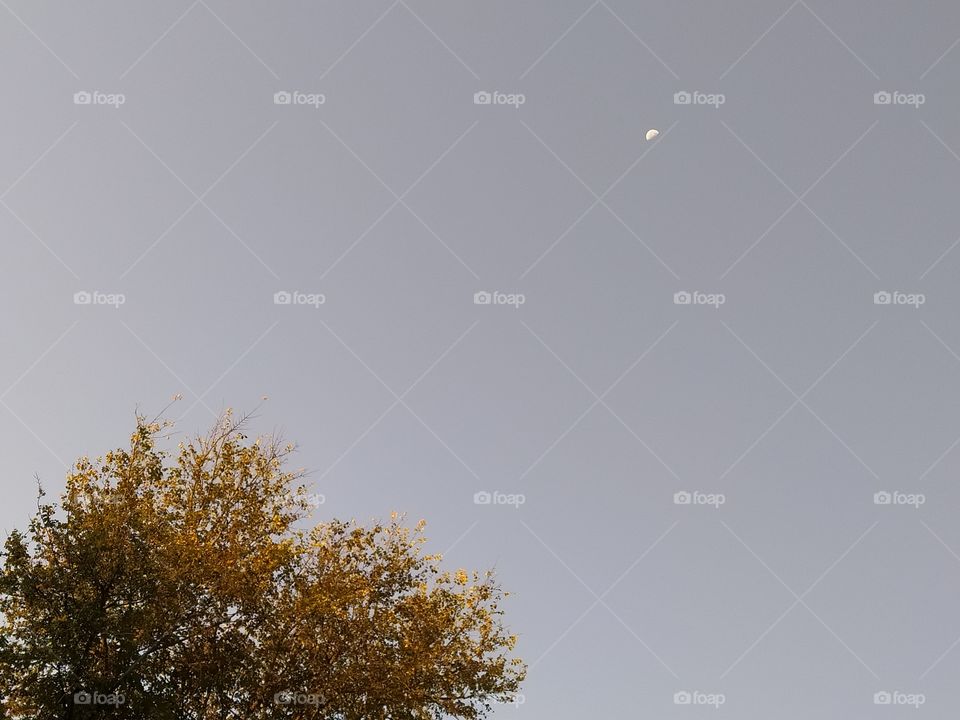 tree and moon