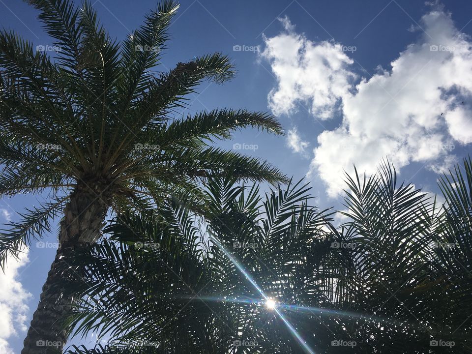 Sun kissed palm tree