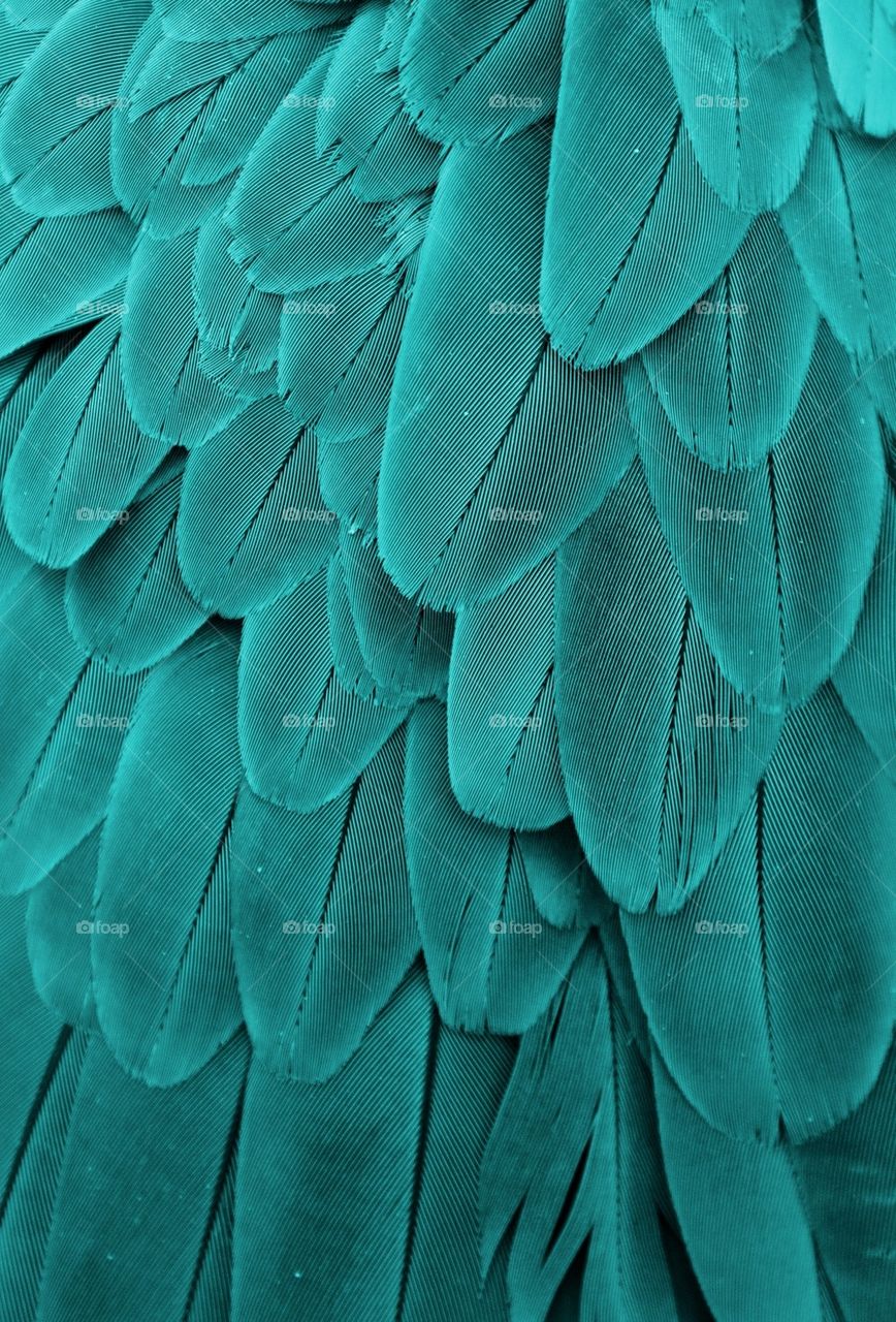 Turquoise Feathers