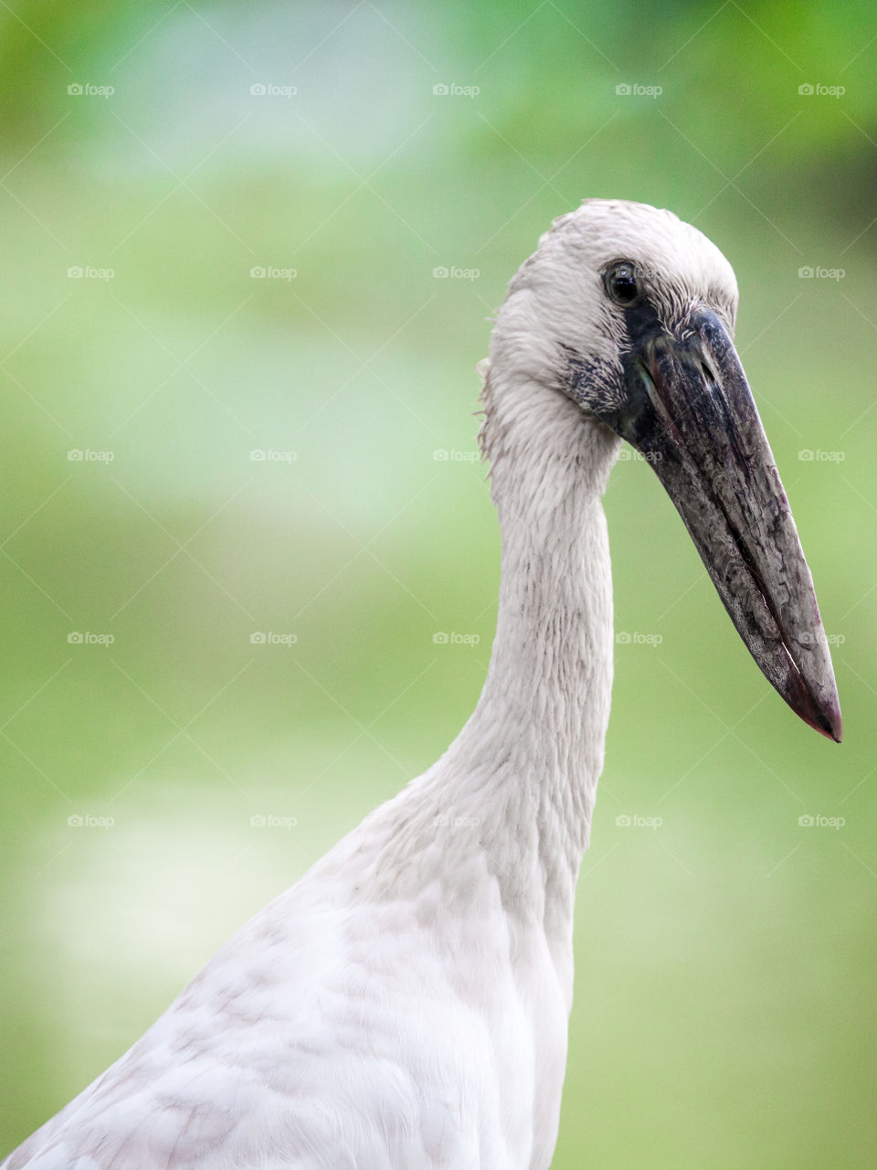 huge white bird spotted in Rama 9 park in Bangkok