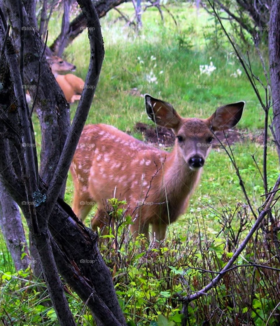 Fawn . Curious Fawn Wanders