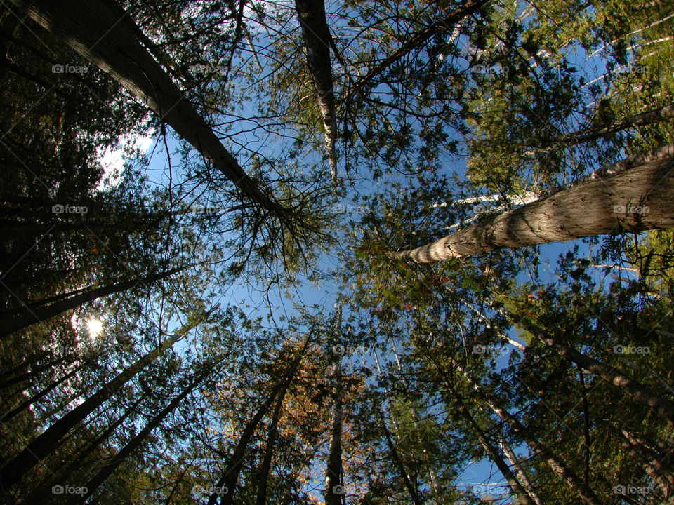 Low angle view of trees in forest