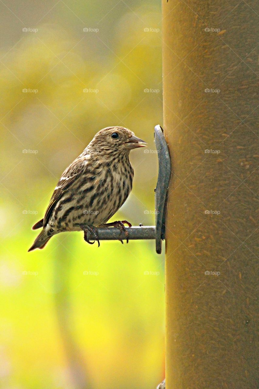 Close-up of house wren