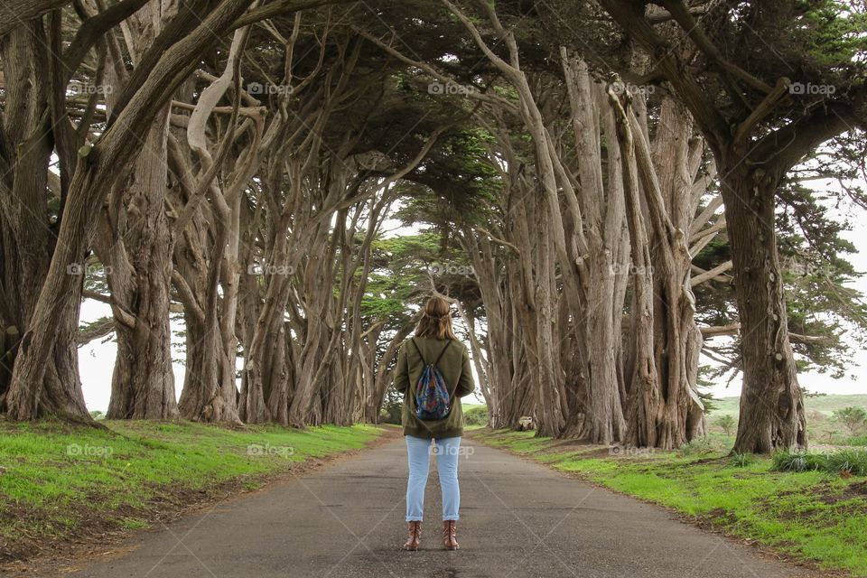 Cyprus tree tunnel 