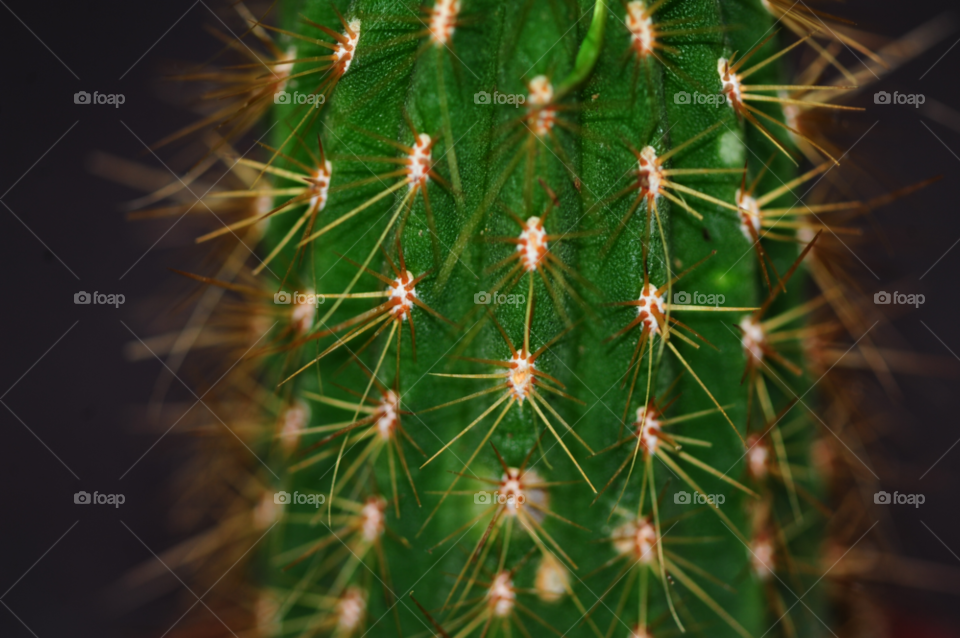 green macro cactus by lightanddrawing