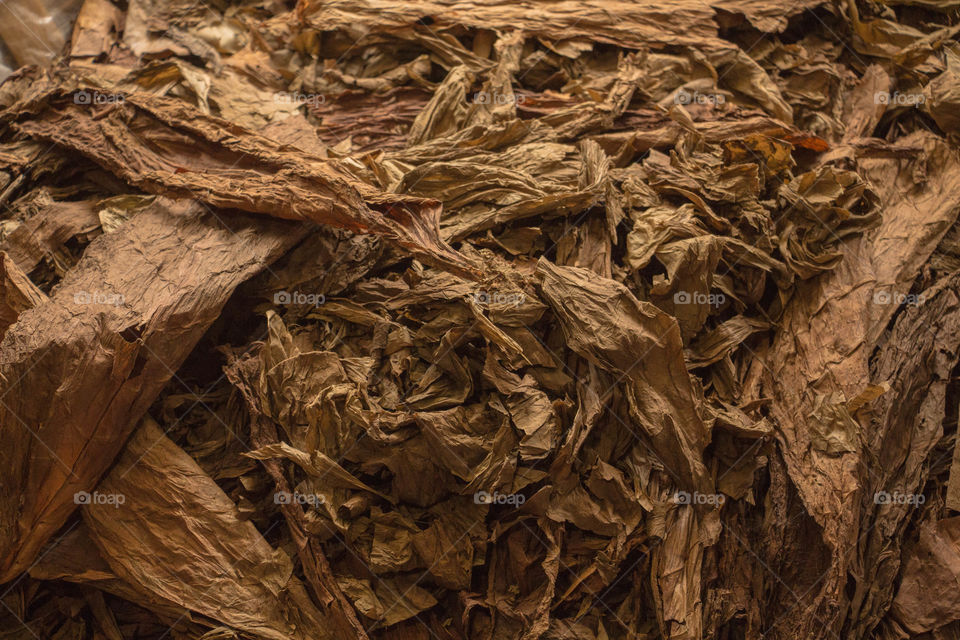 tobacco leaves