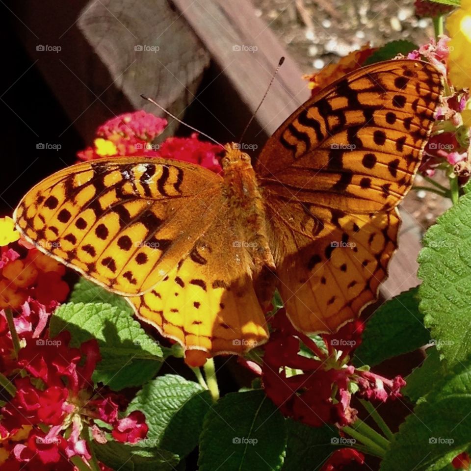 Orange butterfly 