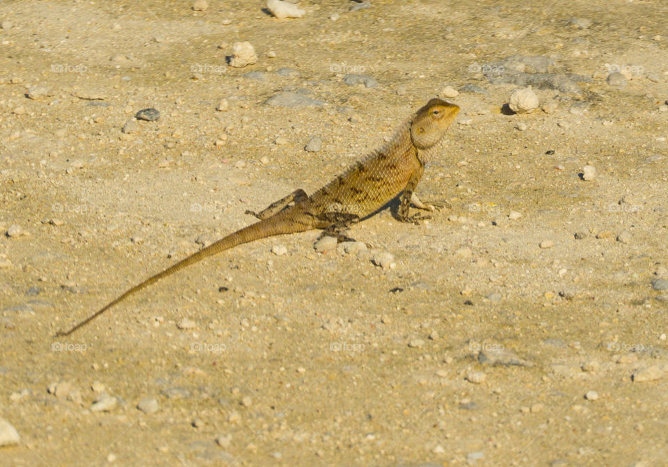 Lizard of Maldives 
