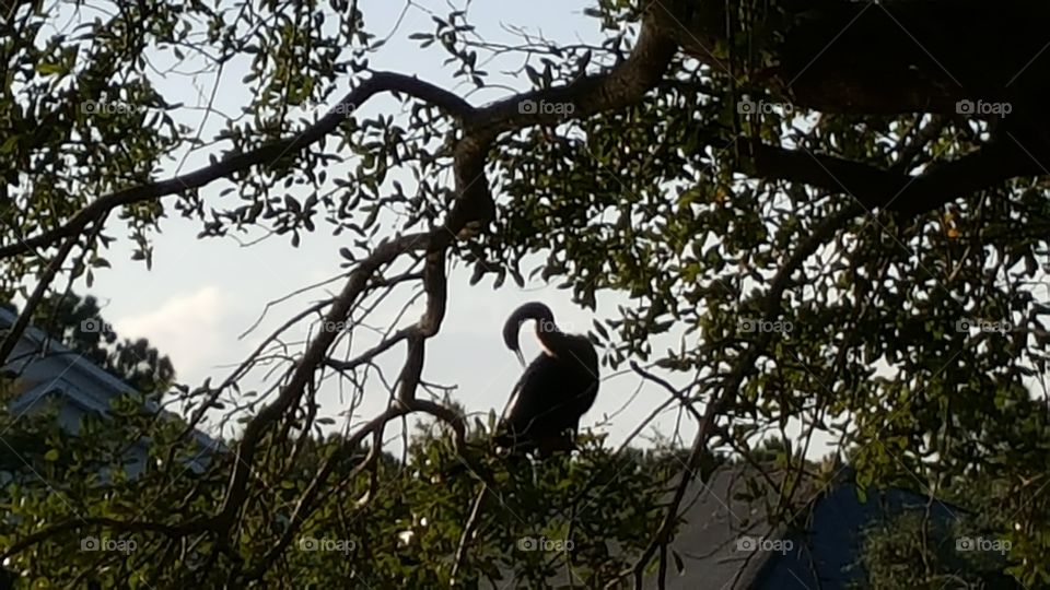 A perching cormorant