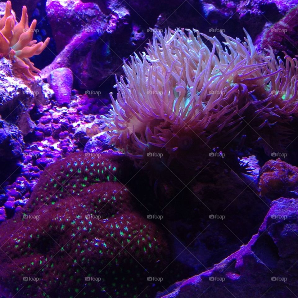 Reef aquarium 
