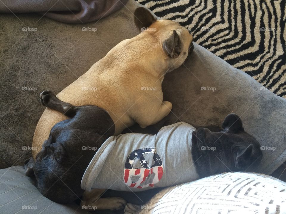 Brother and Sisterly Love, two French Bulldogs taking their afternoon nap. Fun Animals n our Daily Life Premium Mission.