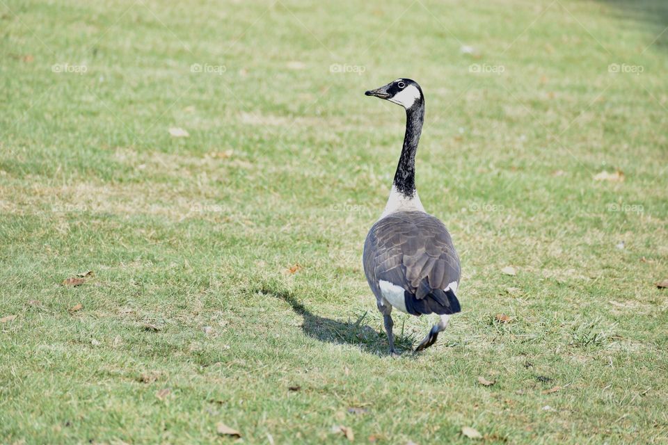 A goose walking through the park 