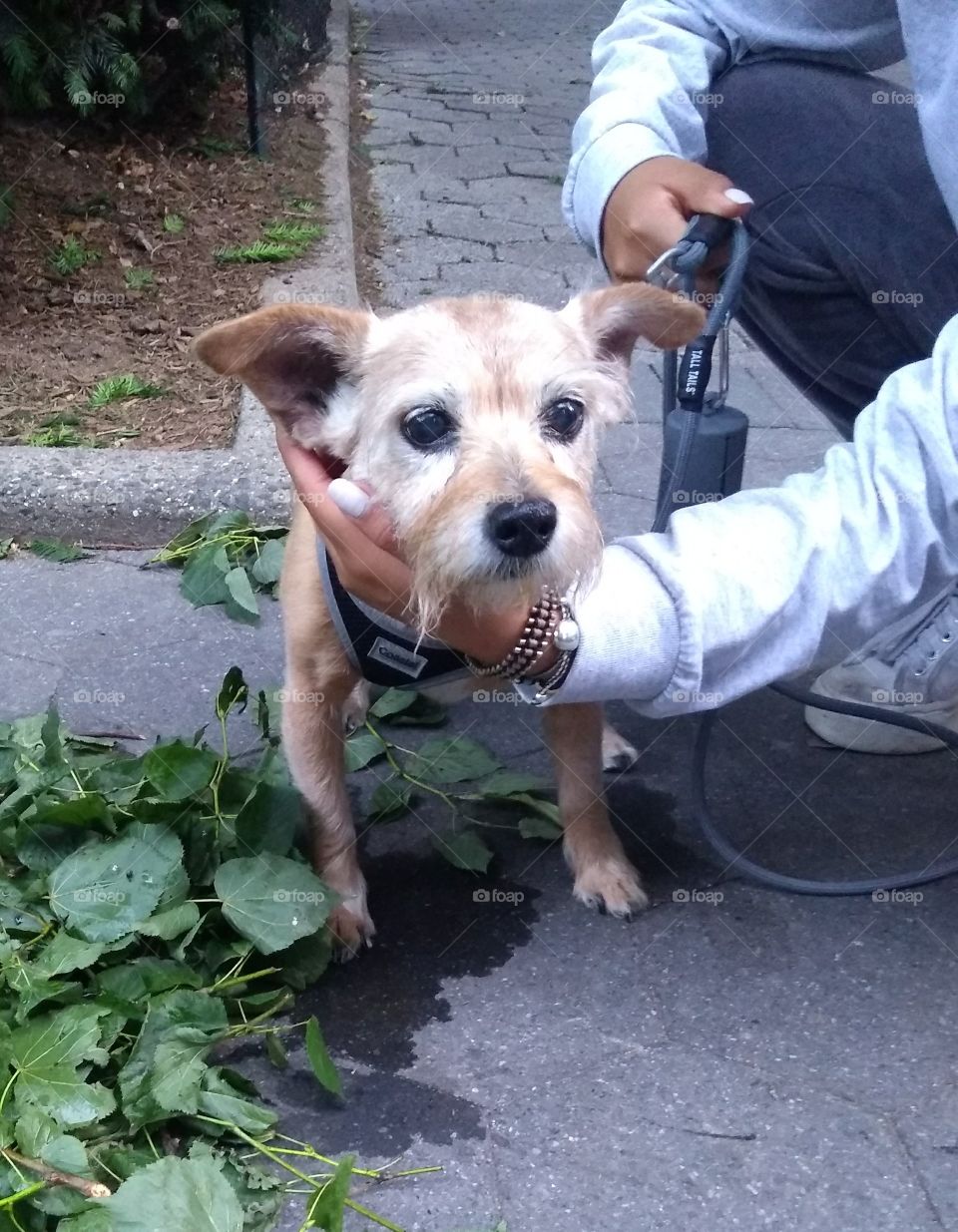 Little Dog at Park