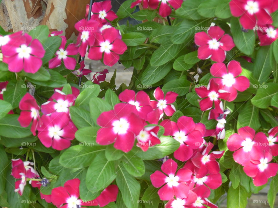 morning glory. This is a good picture of some morning glory growing up near the Gulf of Mexico. 👣 🚶 🏃 🔥 💨