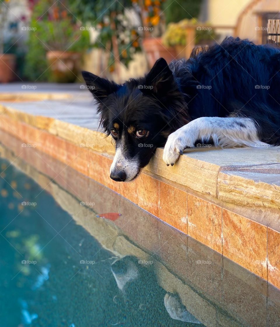 Border collie lying next to a swimming pool looking at a leaf in the water 