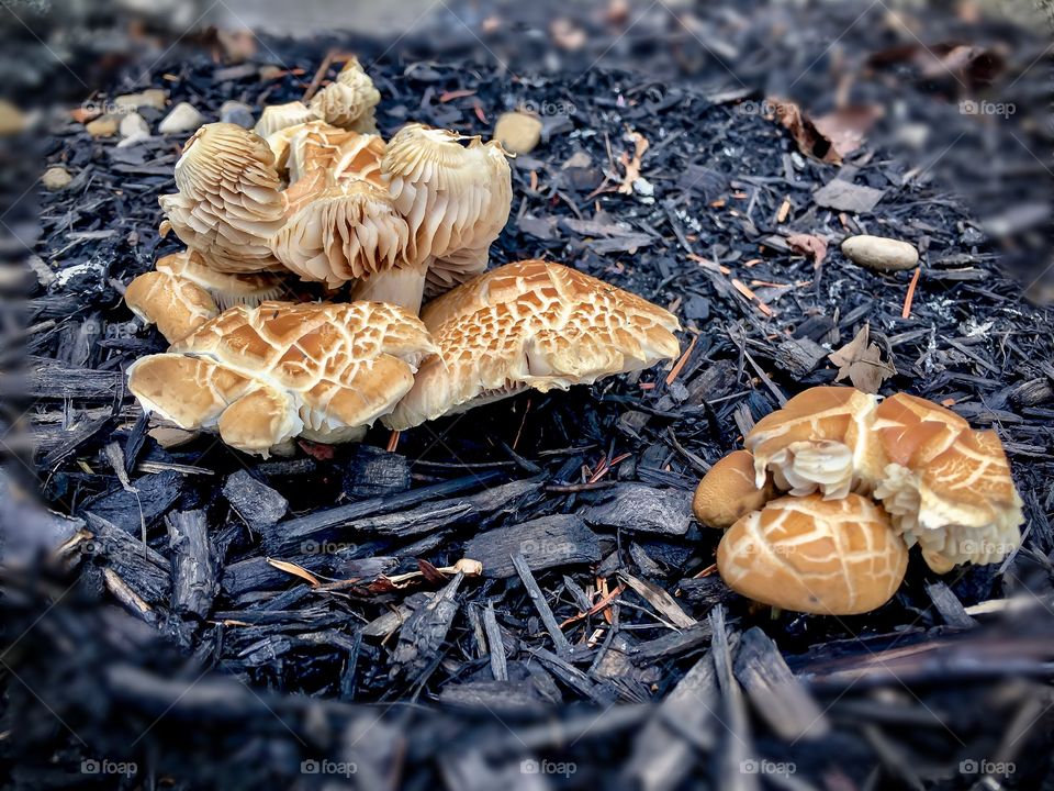 Mellow mushroom 