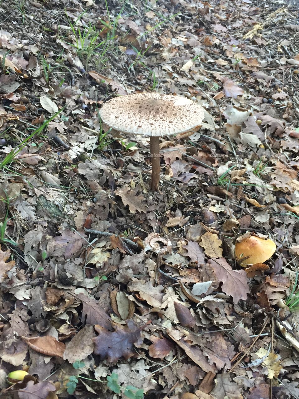 champignon au bord de la route, l'automne est plus que présent