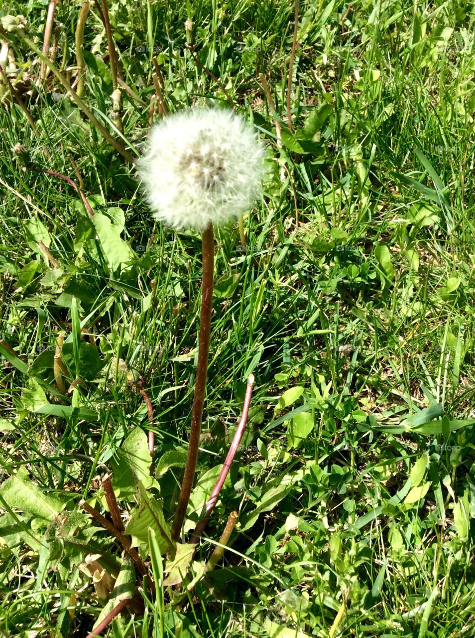 Dandelion
