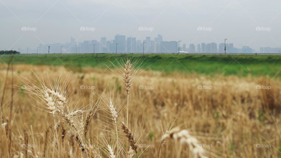 城市与麦田