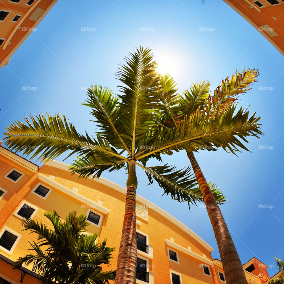 sky summer tree sunny by jorgebernal