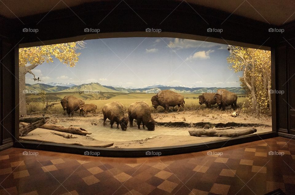 Natural History Museum 🌳