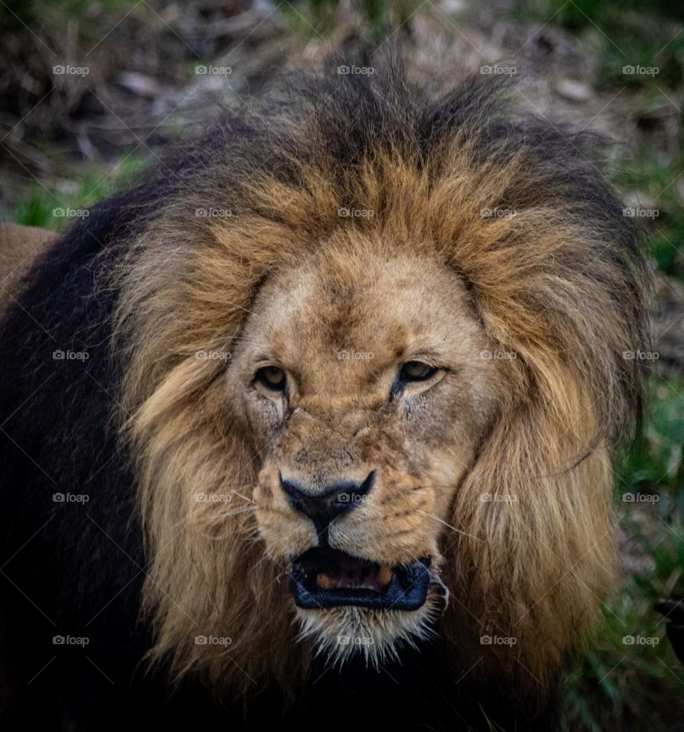 portrait of a lion.
the lion face, its marvelous close with a good objective.He looks Nice or not ?