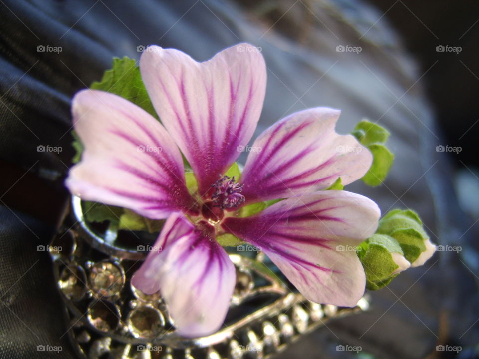 colored stripe  petal