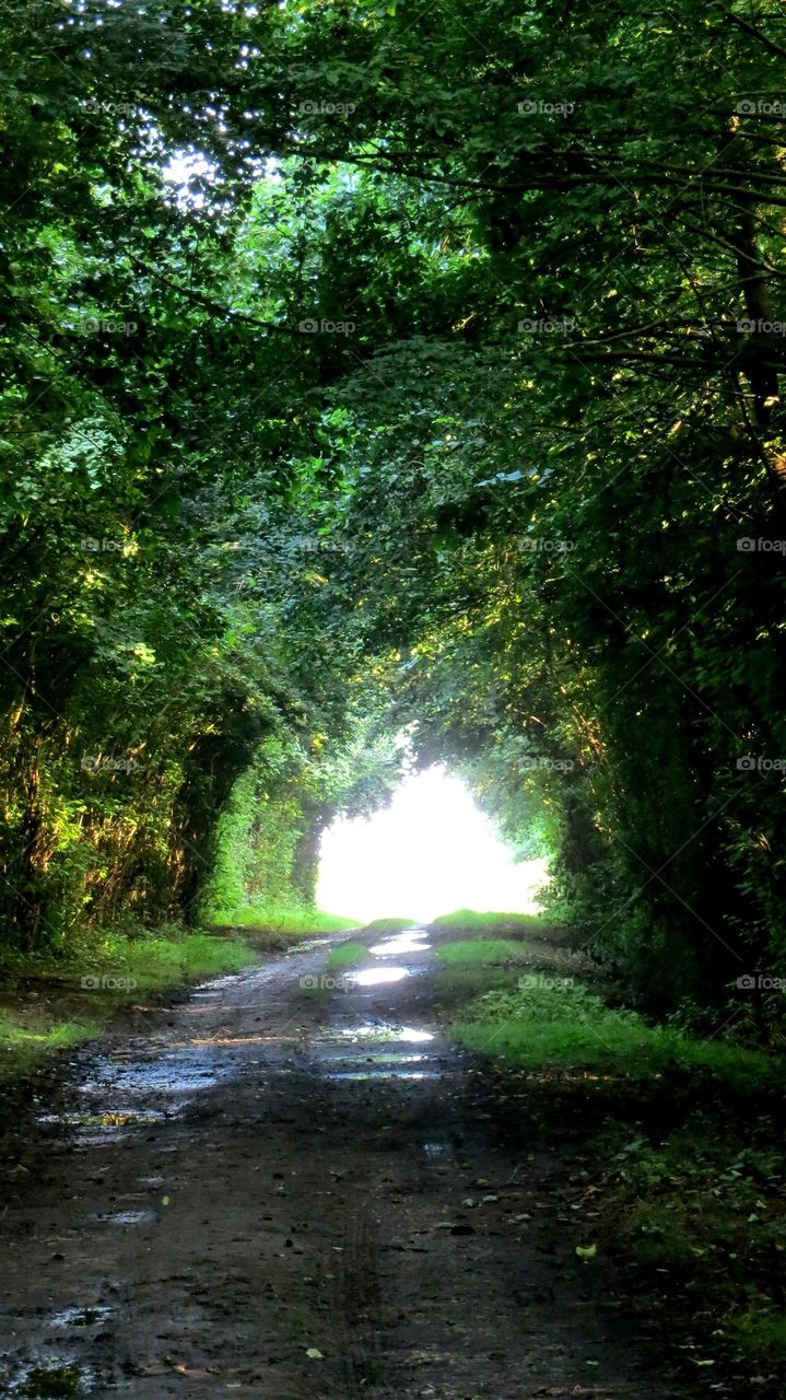 Green arch