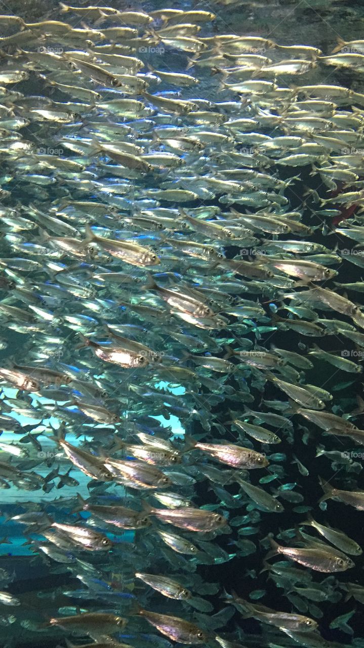 Many fish gathering in a school 